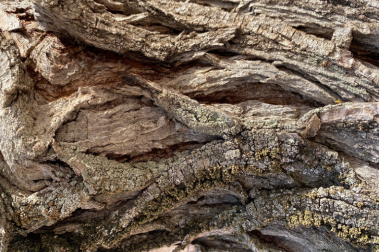 Exposició Natura resilient