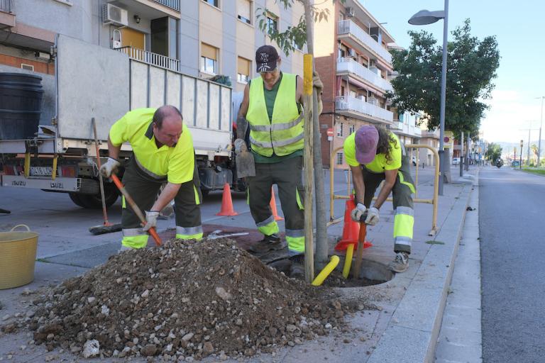 L’Ajuntament inicia un pla de renovació i replantació d’arbrat i zones verdes adaptat a la situació climàtica actual