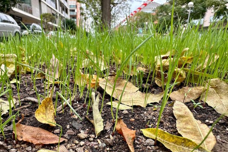 L’Ajuntament inicia un pla de renovació i replantació d’arbrat i zones verdes adaptat a la situació climàtica actual