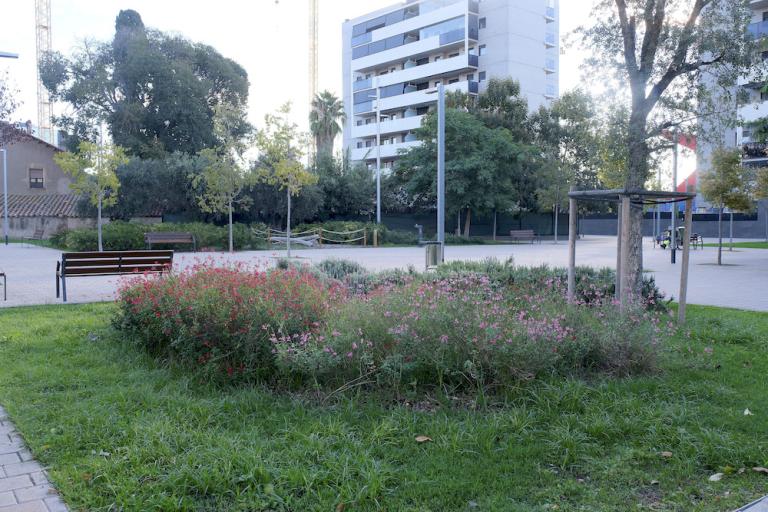 L’Ajuntament inicia un pla de renovació i replantació d’arbrat i zones verdes adaptat a la situació climàtica actual