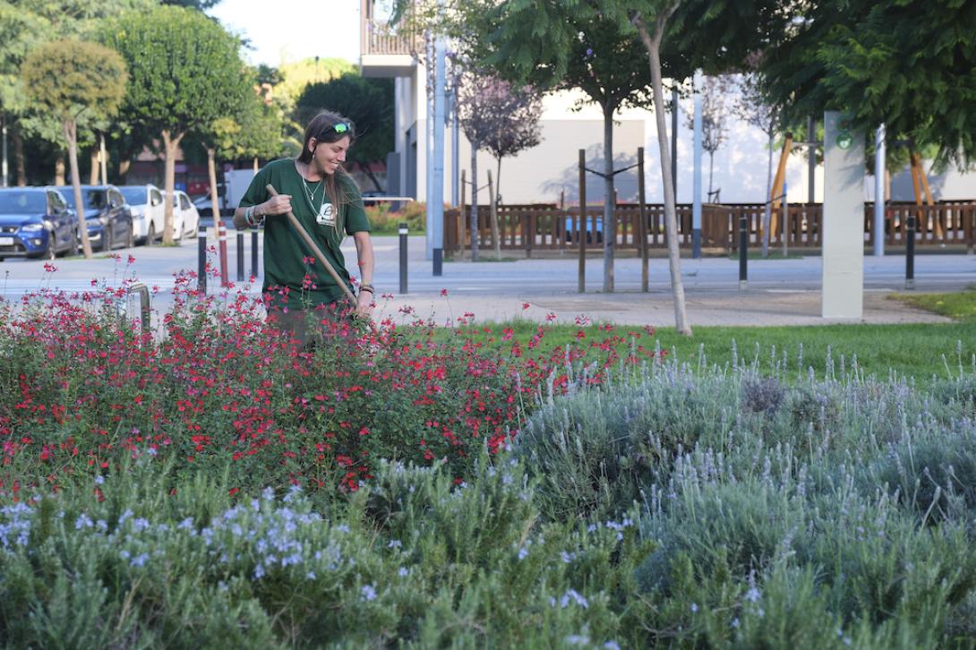 L’Ajuntament inicia un pla de renovació i replantació d’arbrat i zones verdes adaptat a la situació climàtica actual